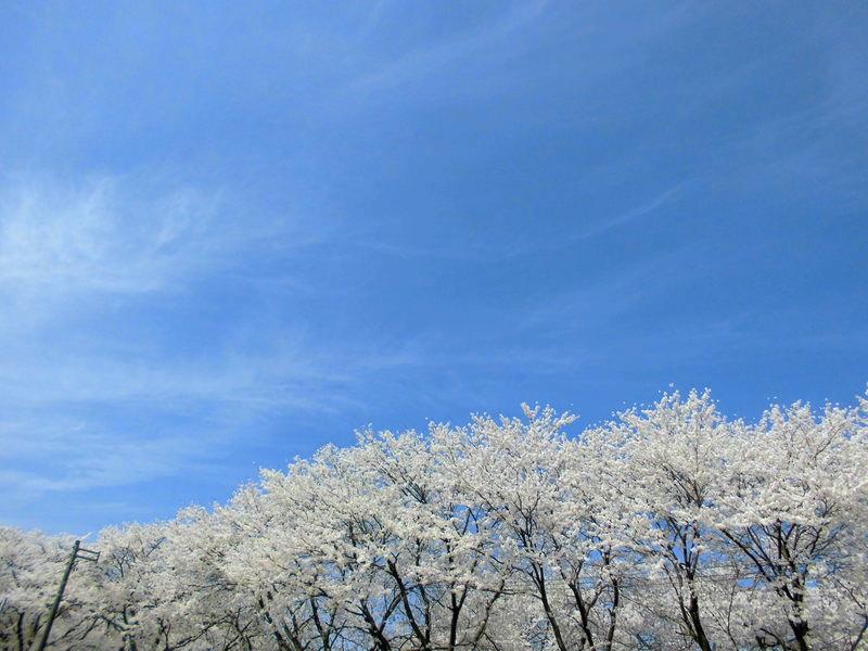 f:id:amenomorino:20150414133946j:plain f:id:amenomorino:20150414133946j:plain