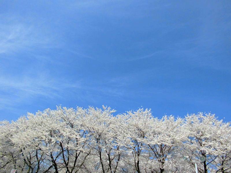 f:id:amenomorino:20150414134008j:plain f:id:amenomorino:20150414134008j:plain