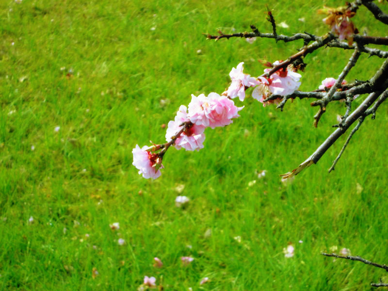 f:id:amenomorino:20150416140414j:plain f:id:amenomorino:20150416140414j:plain
