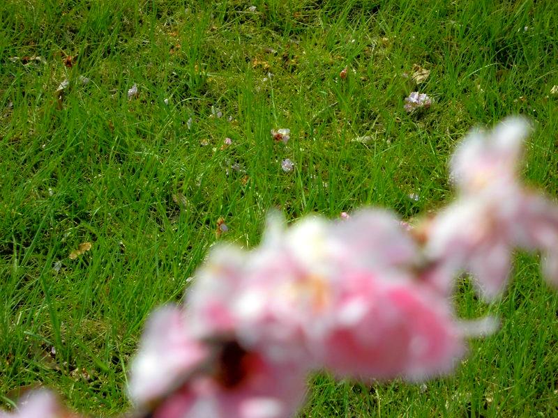 f:id:amenomorino:20150418212443j:plain f:id:amenomorino:20150418212443j:plain