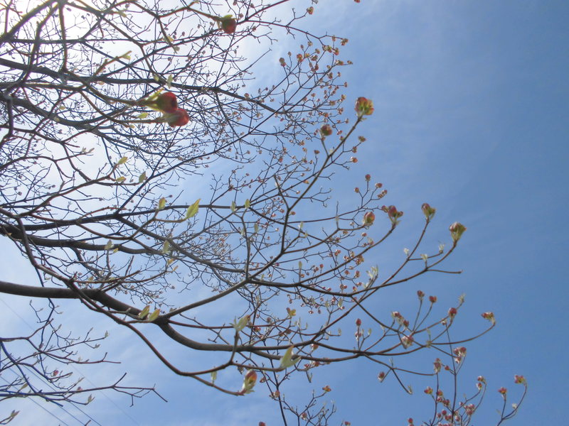 f:id:amenomorino:20150420091829j:plain f:id:amenomorino:20150420091829j:plain