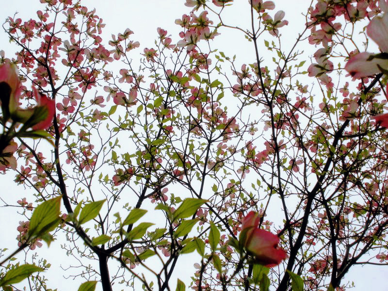 f:id:amenomorino:20150420092525j:plain f:id:amenomorino:20150420092525j:plain
