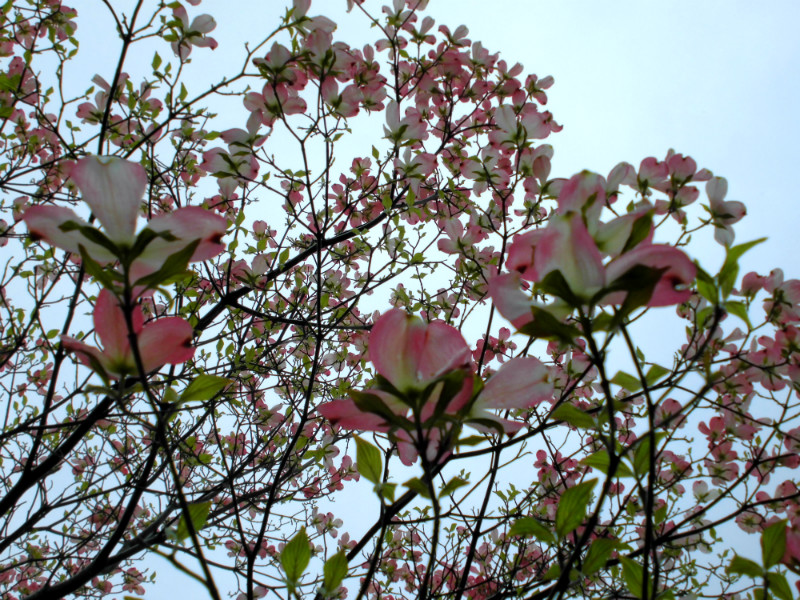 f:id:amenomorino:20150423064341j:plain f:id:amenomorino:20150423064341j:plain