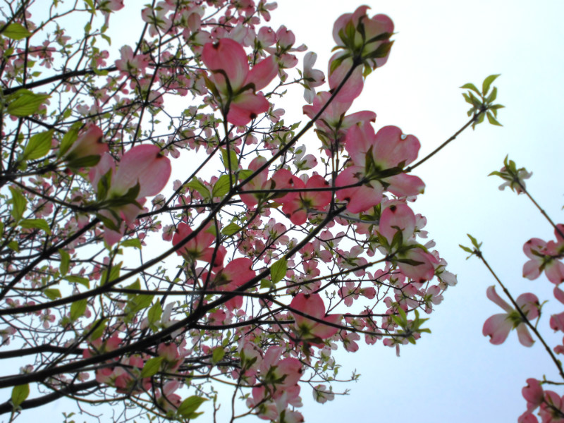 f:id:amenomorino:20150423064356j:plain f:id:amenomorino:20150423064356j:plain
