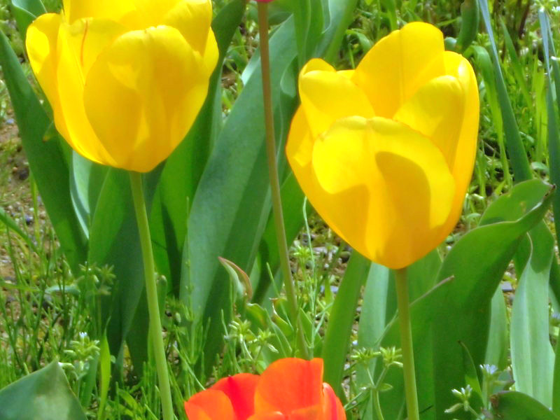 f:id:amenomorino:20150423093145j:plain f:id:amenomorino:20150423093145j:plain