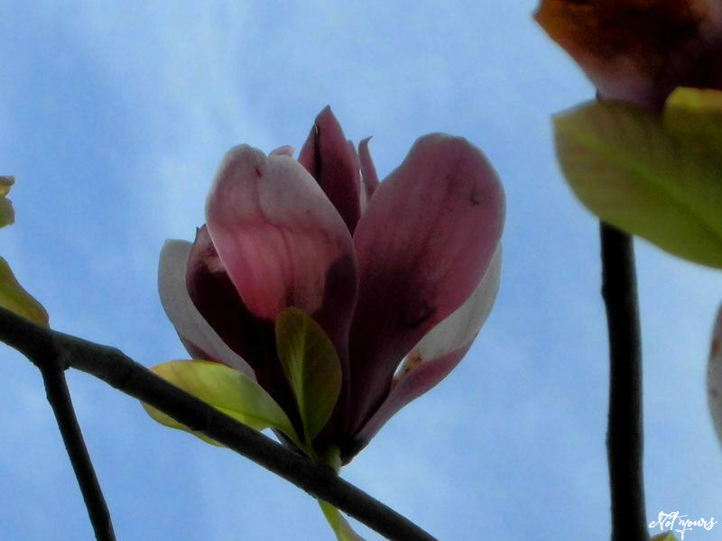 f:id:amenomorino:20150427072415j:plain f:id:amenomorino:20150427072415j:plain