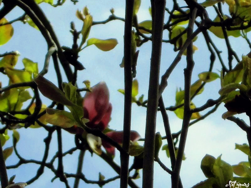 f:id:amenomorino:20150427073115j:plain f:id:amenomorino:20150427073115j:plain