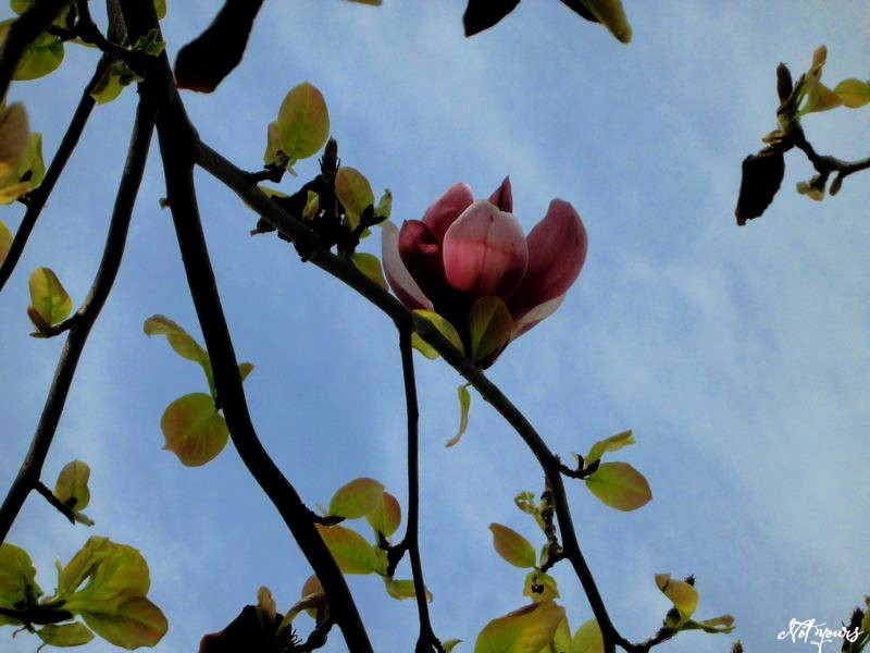 f:id:amenomorino:20150427073416j:plain f:id:amenomorino:20150427073416j:plain