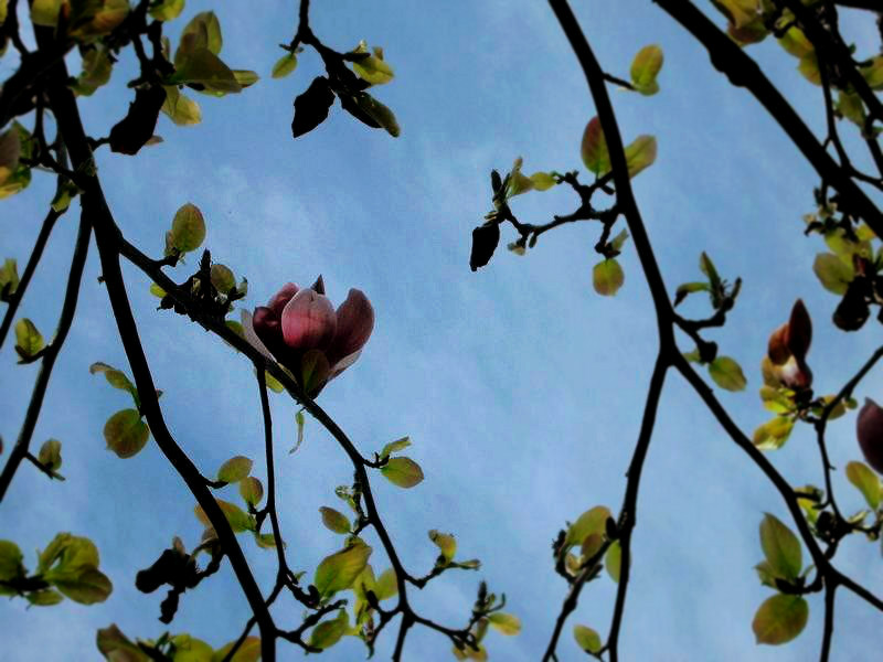 f:id:amenomorino:20150427162959j:plain f:id:amenomorino:20150427162959j:plain