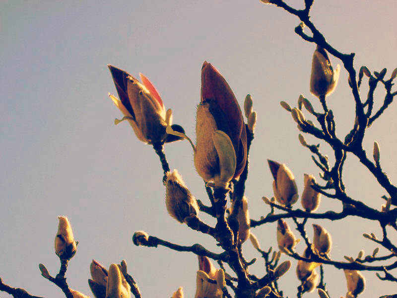 f:id:amenomorino:20150429074730j:plain f:id:amenomorino:20150429074730j:plain