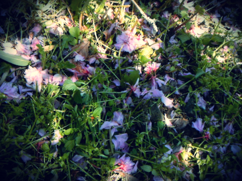 f:id:amenomorino:20150506175209j:plain f:id:amenomorino:20150506175209j:plain