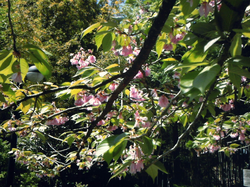 f:id:amenomorino:20150506181419j:plain f:id:amenomorino:20150506181419j:plain