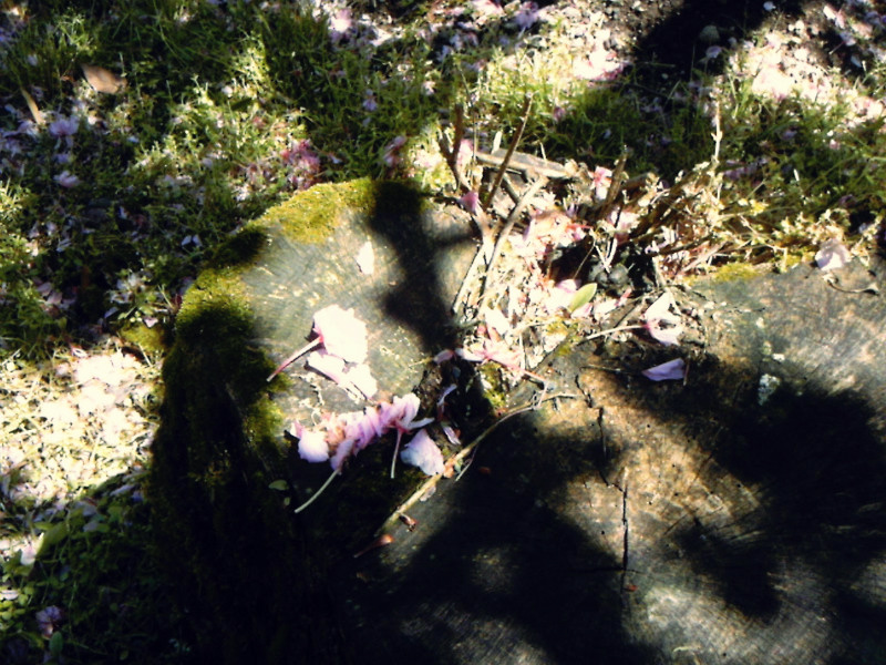 f:id:amenomorino:20150506181826j:plain f:id:amenomorino:20150506181826j:plain