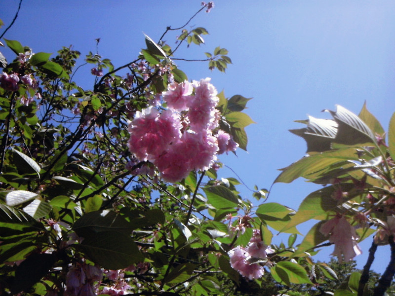 f:id:amenomorino:20150506183410j:plain f:id:amenomorino:20150506183410j:plain