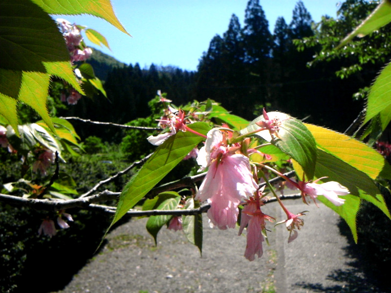 f:id:amenomorino:20150506183504j:plain f:id:amenomorino:20150506183504j:plain