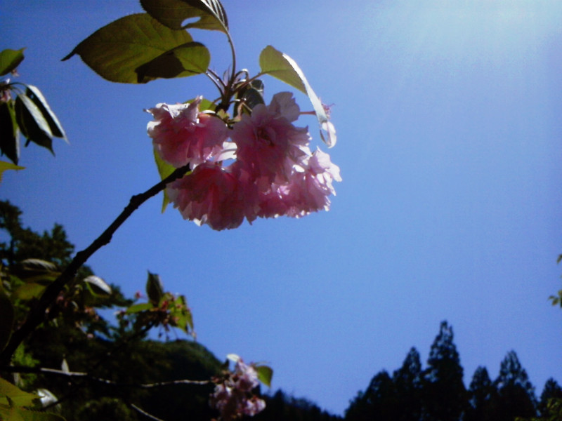 f:id:amenomorino:20150506183544j:plain f:id:amenomorino:20150506183544j:plain