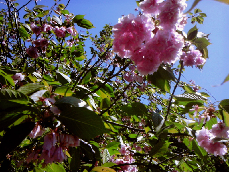 f:id:amenomorino:20150506184219j:plain f:id:amenomorino:20150506184219j:plain