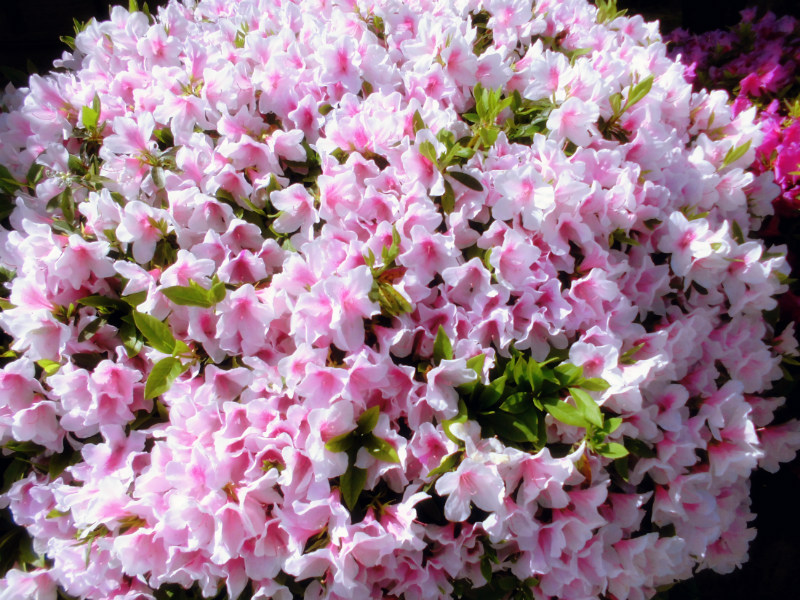 f:id:amenomorino:20150511173140j:plain f:id:amenomorino:20150511173140j:plain