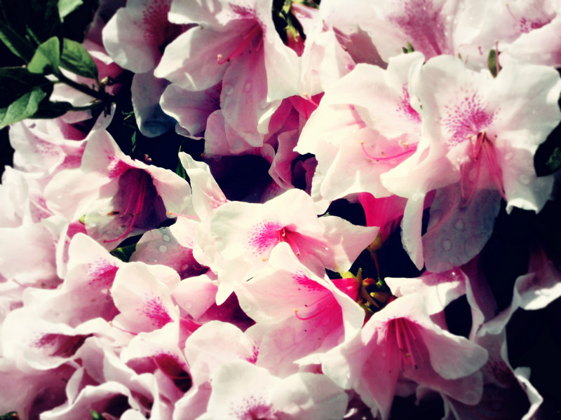 f:id:amenomorino:20150511173207j:plain f:id:amenomorino:20150511173207j:plain