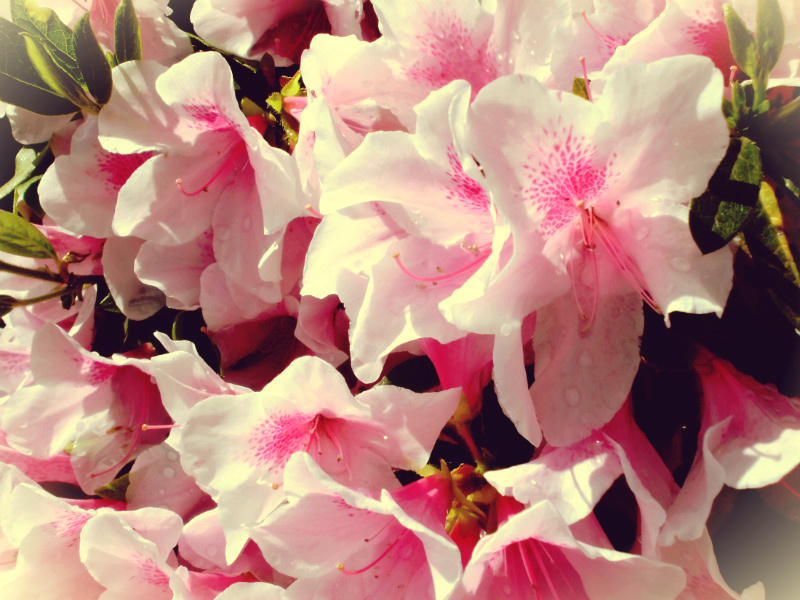 f:id:amenomorino:20150511173220j:plain f:id:amenomorino:20150511173220j:plain