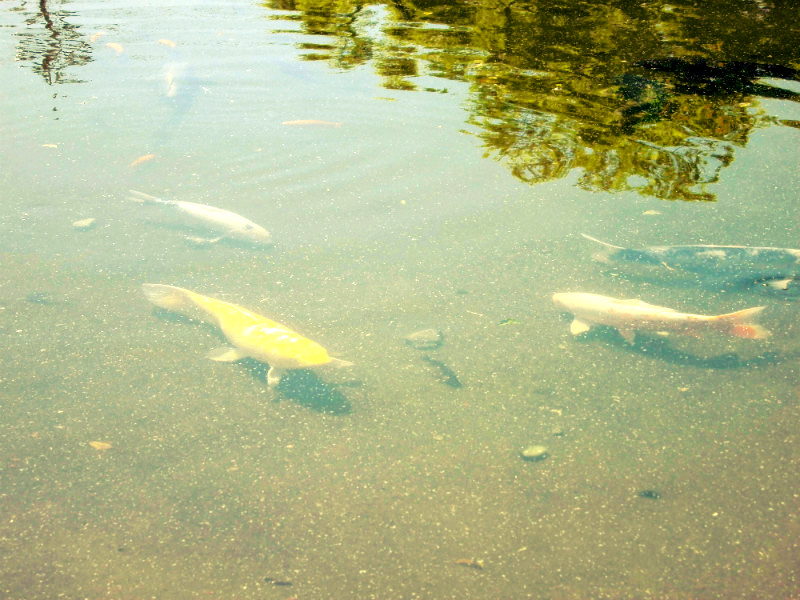 f:id:amenomorino:20150511173230j:plain f:id:amenomorino:20150511173230j:plain