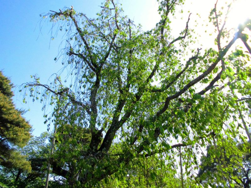 f:id:amenomorino:20150511174941j:plain f:id:amenomorino:20150511174941j:plain