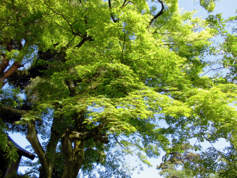 f:id:amenomorino:20150511175211j:plain f:id:amenomorino:20150511175211j:plain