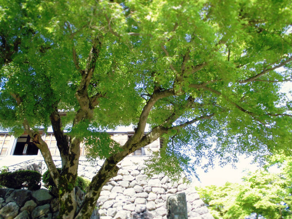 f:id:amenomorino:20150513181533j:plain f:id:amenomorino:20150513181533j:plain