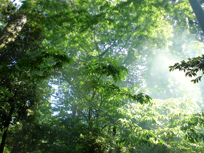f:id:amenomorino:20150529103748j:plain f:id:amenomorino:20150529103748j:plain