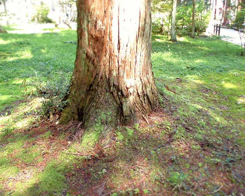 f:id:amenomorino:20150529104114j:plain f:id:amenomorino:20150529104114j:plain