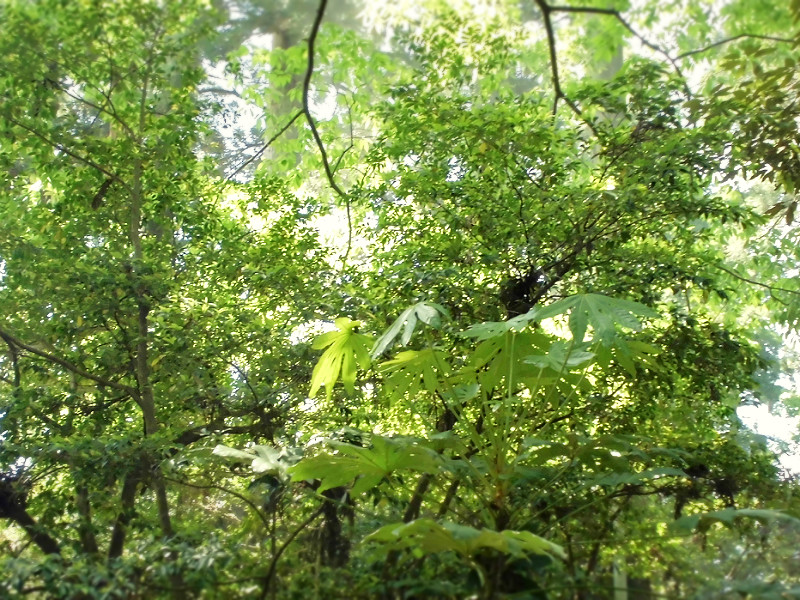 f:id:amenomorino:20150529104818j:plain f:id:amenomorino:20150529104818j:plain