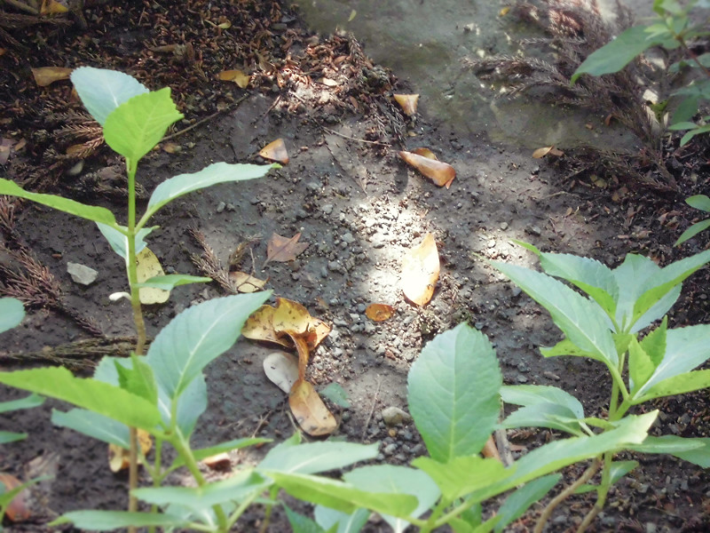f:id:amenomorino:20150529104848j:plain f:id:amenomorino:20150529104848j:plain