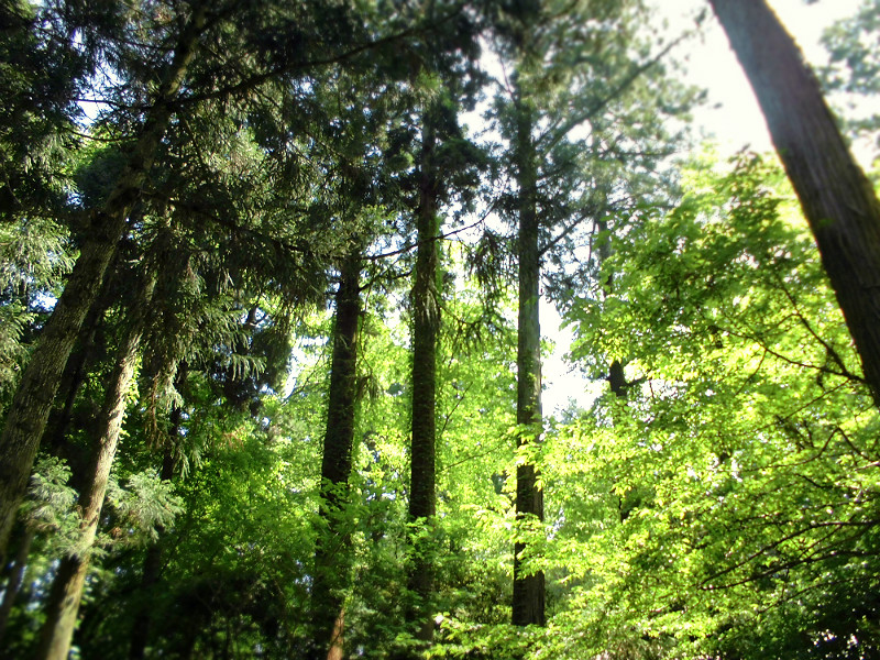 f:id:amenomorino:20150529105201j:plain f:id:amenomorino:20150529105201j:plain