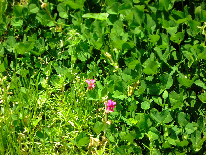 f:id:amenomorino:20150530212237j:plain f:id:amenomorino:20150530212237j:plain