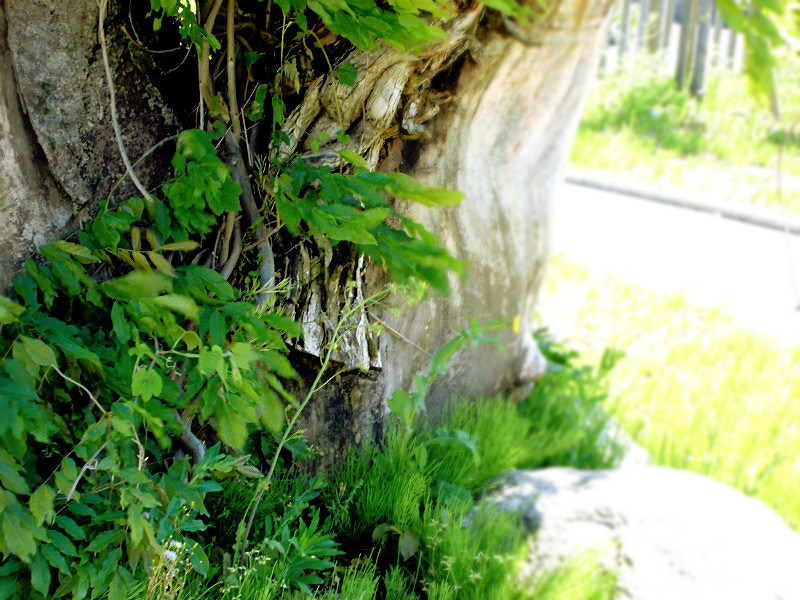 f:id:amenomorino:20150530212353j:plain f:id:amenomorino:20150530212353j:plain