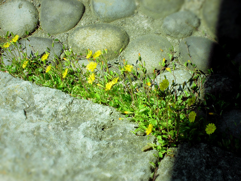 f:id:amenomorino:20150530213817j:plain f:id:amenomorino:20150530213817j:plain