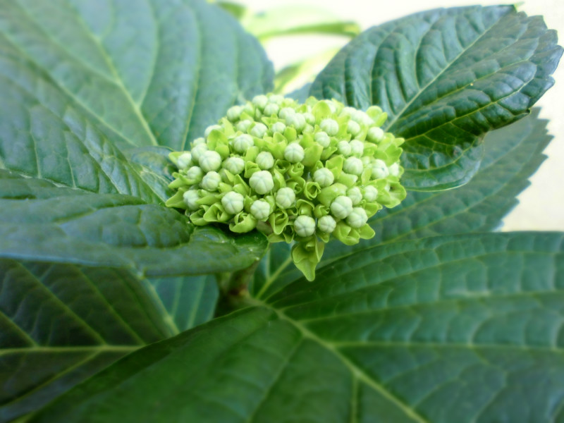 f:id:amenomorino:20150601120619j:plain f:id:amenomorino:20150601120619j:plain