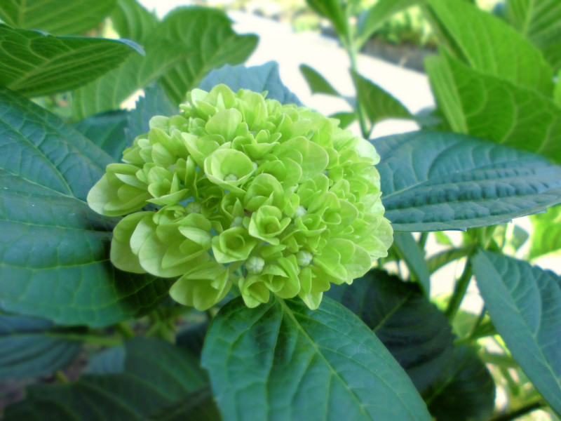 f:id:amenomorino:20150601120651j:plain f:id:amenomorino:20150601120651j:plain