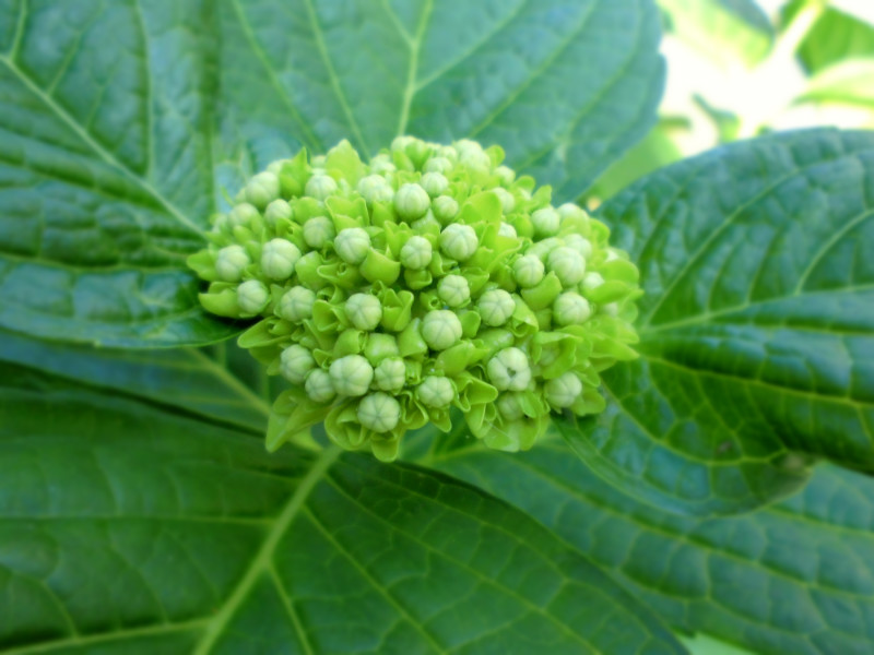 f:id:amenomorino:20150601120750j:plain f:id:amenomorino:20150601120750j:plain
