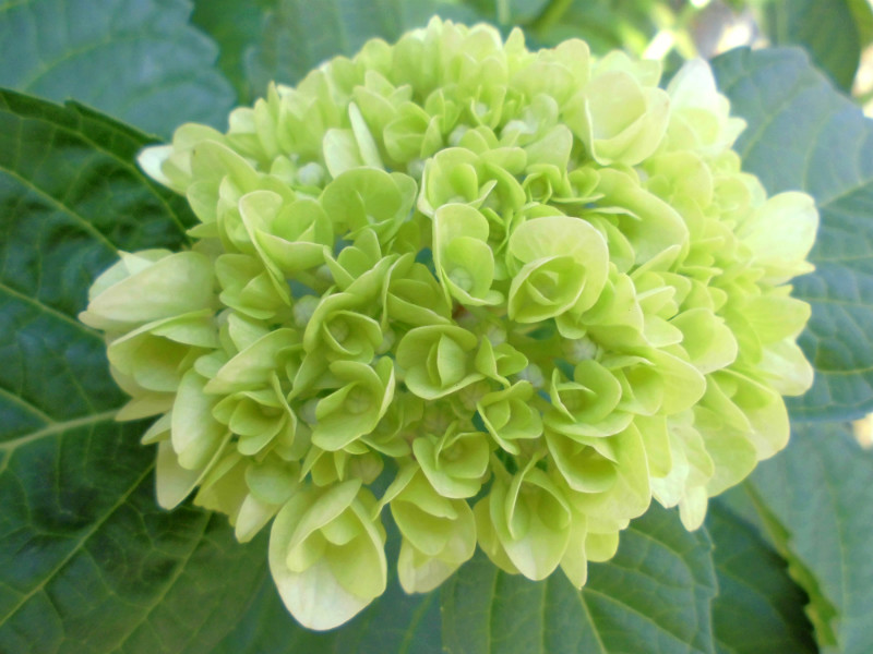 f:id:amenomorino:20150601120804j:plain f:id:amenomorino:20150601120804j:plain