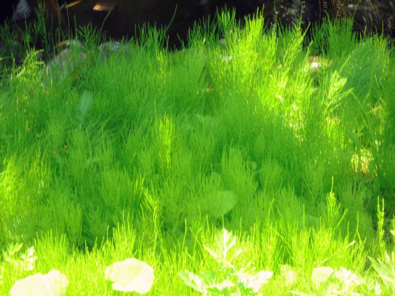 f:id:amenomorino:20150603083524j:plain f:id:amenomorino:20150603083524j:plain