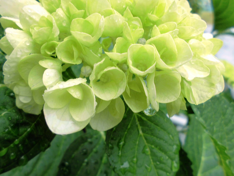f:id:amenomorino:20150607213348j:plain f:id:amenomorino:20150607213348j:plain