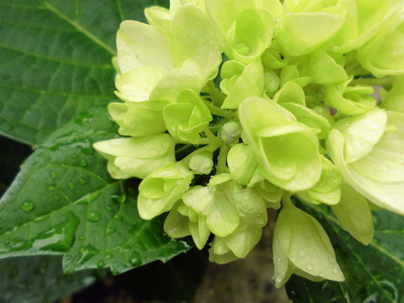 f:id:amenomorino:20150607213555j:plain f:id:amenomorino:20150607213555j:plain