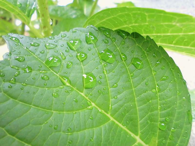 f:id:amenomorino:20150607213601j:plain f:id:amenomorino:20150607213601j:plain