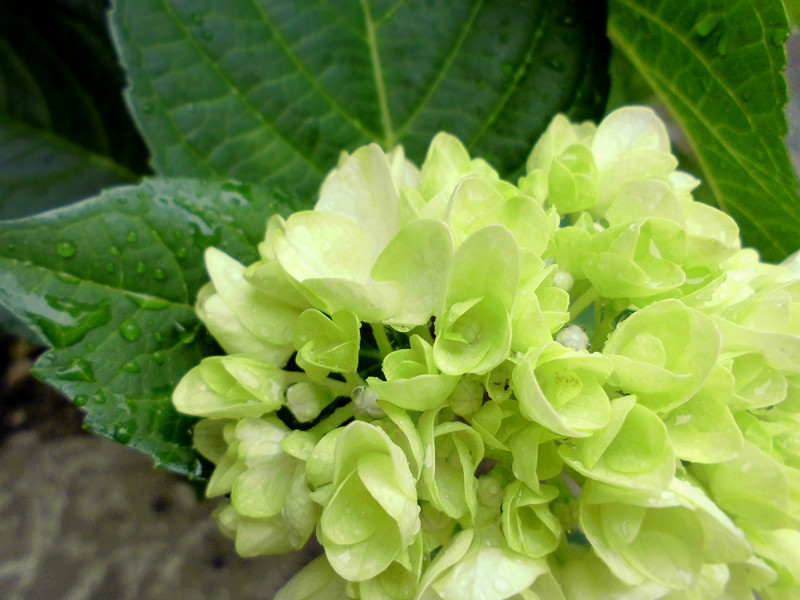 f:id:amenomorino:20150607213749j:plain f:id:amenomorino:20150607213749j:plain