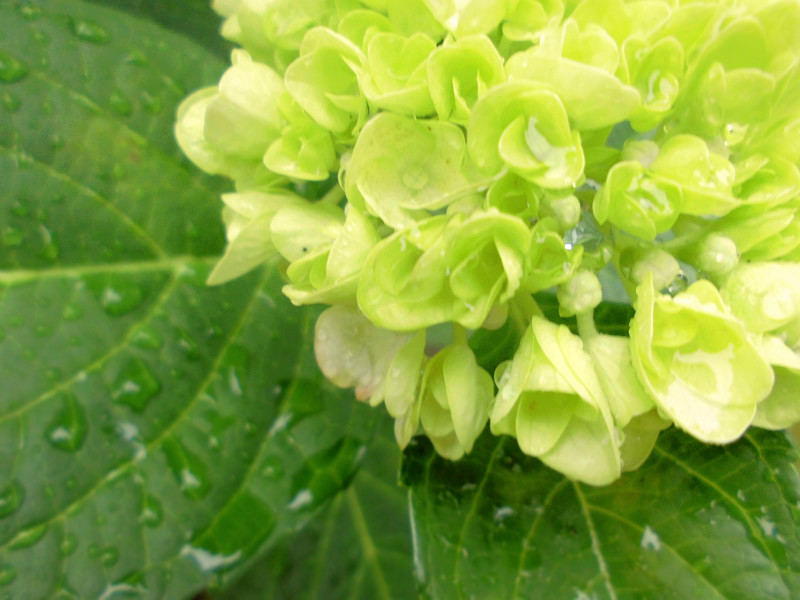 f:id:amenomorino:20150607213857j:plain f:id:amenomorino:20150607213857j:plain