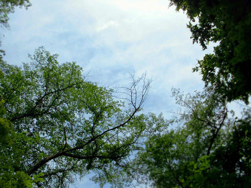f:id:amenomorino:20150615123714j:plain f:id:amenomorino:20150615123714j:plain
