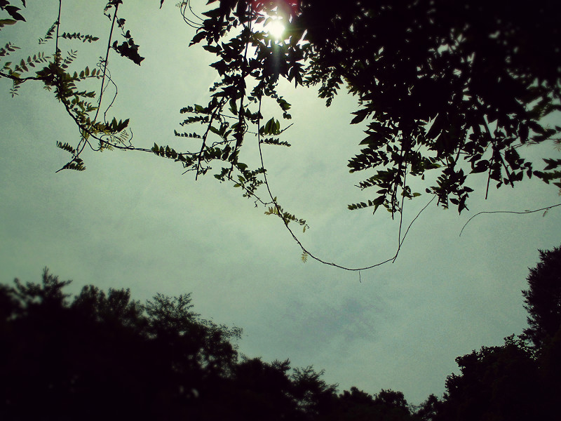 f:id:amenomorino:20150615123727j:plain f:id:amenomorino:20150615123727j:plain