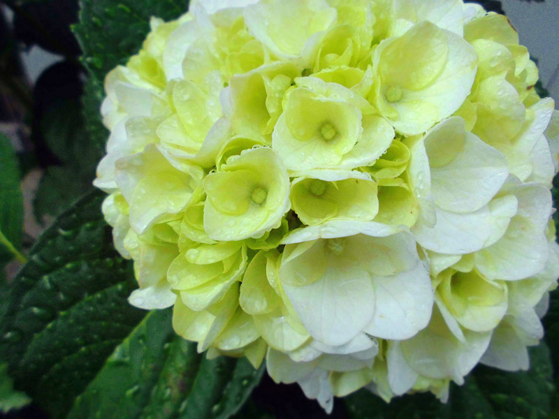 f:id:amenomorino:20150615125052j:plain f:id:amenomorino:20150615125052j:plain