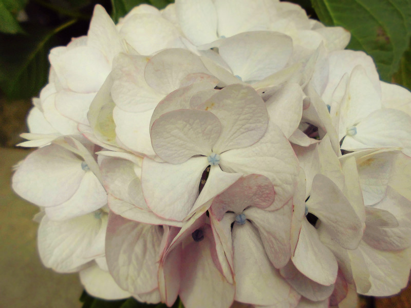 f:id:amenomorino:20150615125144j:plain f:id:amenomorino:20150615125144j:plain